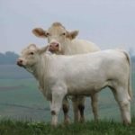 Descrierea de vaci pentru carne și fotografie calmucă, Charolais și alte (roca) Descrierea de vaci pentru carne și fotografie calmucă, Charolais și alte