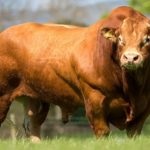 Descrierea de vaci pentru carne și fotografie calmucă, Charolais și alte (foto) Descrierea de vaci pentru carne și fotografie calmucă, Charolais și alte