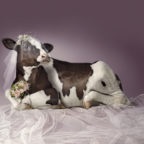 Descrierea de vaci pentru carne și fotografie calmucă, Charolais și alte (roca) Descrierea de vaci pentru carne și fotografie calmucă, Charolais și alte