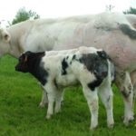 Descrierea de vaci pentru carne și fotografie calmucă, Charolais și alte (roca) Descrierea de vaci pentru carne și fotografie calmucă, Charolais și alte