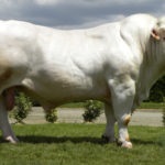 Descrierea de vaci pentru carne și fotografie calmucă, Charolais și altele (direcția) Descrierea de vaci pentru carne și fotografie calmucă, Charolais și alte