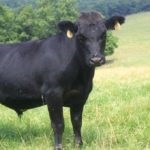 Descrierea de vaci pentru carne și fotografie calmucă, Charolais și alte (foto) Descrierea de vaci pentru carne și fotografie calmucă, Charolais și alte