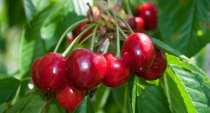 Descriere dulce soiuri de cireș (Grădina Botanică copac) Descriere soiuri de cireș