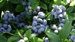 Descriere Jujube soiuri de plante, plantare, cultivare, îngrijire și reproducere (cultivare) Descriere Jujube soiuri de plante, plantare, cultivare, îngrijire și propagare