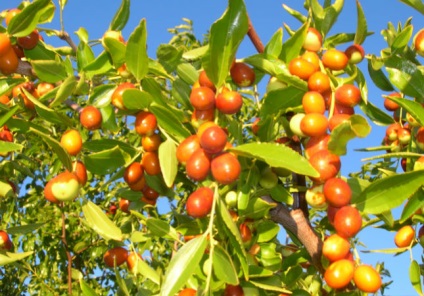 Descriere soiuri de plante Jujube, plantare, cultivare, îngrijirea și creșterea (cultivarii) Descriere Jujube soiuri de plante, plantare, cultivare, îngrijire și propagare