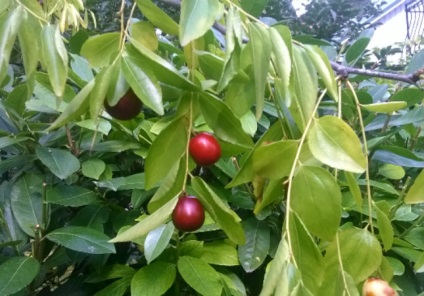 Descriere Jujube soiuri de plante, plantare, cultivare, întreținere și reproducere (fructe jujube) Descriere Jujube soiuri de plante, plantare, cultivare, îngrijire și propagare