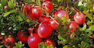 Descriere soiuri de plante Jujube, plantare, cultivare, îngrijirea și creșterea (cultivarii) Descriere Jujube soiuri de plante, plantare, cultivare, îngrijire și propagare