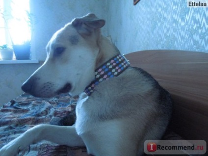 Guler strongdog - «decor util și atractiv pentru dumneavoastră preferat (practic) Guler strongdog - «decor util și atractiv pentru animalele de companie