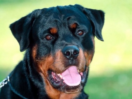 Caracteristici rasa Rottweiler (Rottweiler) Caracteristici rasa Rottweiler