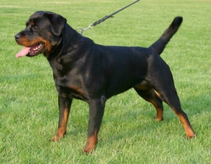 Caracteristici rasa Rottweiler (piatra) Caracteristici rasa Rottweiler
