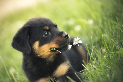 Caracteristici rasa Rottweiler (reprezentanți ai rasei) Caracteristici rasa Rottweiler