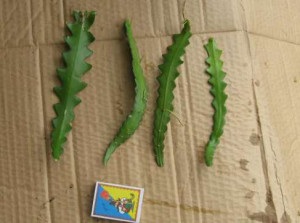 Caracteristici de îngrijire cactus Epiphyllum acasă transplant, reproducere și fotografii