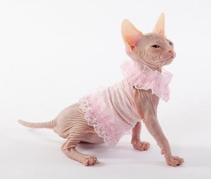 Caracteristici ale educației - Sphynx Sphynx krysik (în special) Caracteristici ale educației - Sphynx Sphynx krysik
