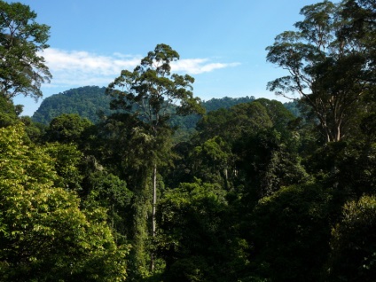 Insula Borneo (Insula) Insula Borneo