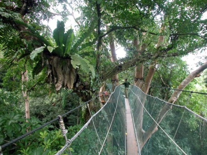 Insula Kalimantan (Borneo), lumea a insulei (kamiungunu de munte) Insula Kalimantan (Borneo), insule ale lumii