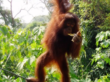 Insula Kalimantan (Borneo), lumea a insulei (kamiungunu de munte) Insula Kalimantan (Borneo), insule ale lumii