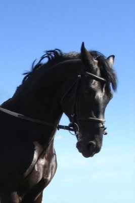 Opinii ale cărții negru frumos () Opinii ale cărții Negre frumos