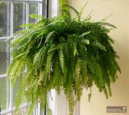 îngrijire la domiciliu Fern la domiciliu (de îngrijire) îngrijire la domiciliu Fern la domiciliu