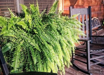 îngrijire la domiciliu Fern in casa (acasă) îngrijire la domiciliu Fern la domiciliu