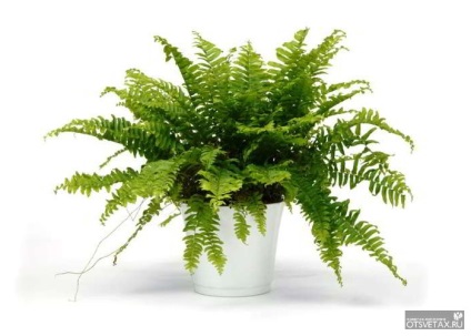 îngrijire la domiciliu Fern la domiciliu (feriga) îngrijire la domiciliu Fern la domiciliu