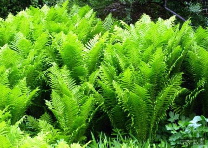 îngrijire la domiciliu Fern la domiciliu (de îngrijire) îngrijire la domiciliu Fern la domiciliu