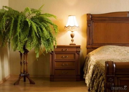 îngrijire la domiciliu Fern in casa (acasă) îngrijire la domiciliu Fern la domiciliu