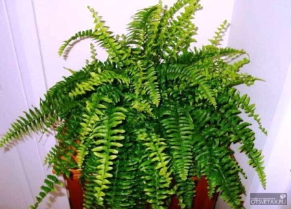 îngrijire la domiciliu Fern la domiciliu (feriga) îngrijire la domiciliu Fern la domiciliu