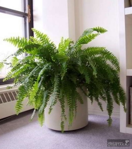 îngrijire la domiciliu Fern in casa (acasă) îngrijire la domiciliu Fern la domiciliu