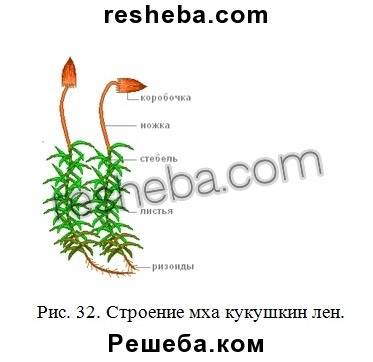 Punctul 20 (forma germinativ nou) articolul 20