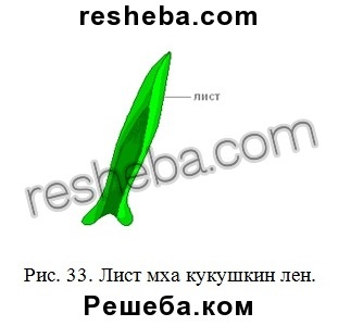 Punctul 20 (forma noi plante germinativ) articolul 20