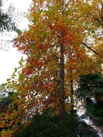 Parcuri și dendroparks Soci (dendroparks) Parcuri și arborete Soci