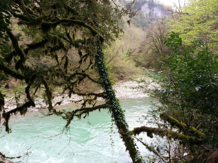 Parcuri și arboretele Soci (parcuri) Parcuri și arborete Soci