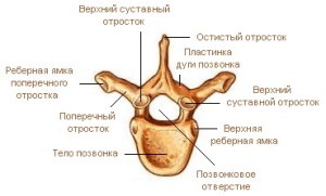 Fracture transversale procese vertebrale (procese) Fractura proceselor transversale ale coloanei vertebrale