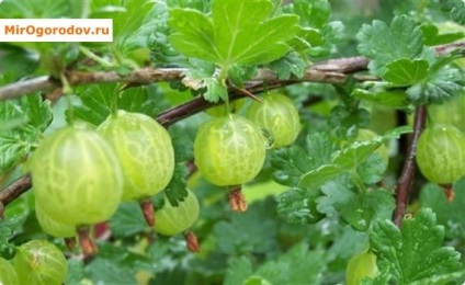 transplant de agrișe într-o locație nouă în toamna - alegerea site-ului și schema de lucru (schimbare) Transplant de toamnă agrișe într-o nouă locație - alegerea site-ului și schema de lucru