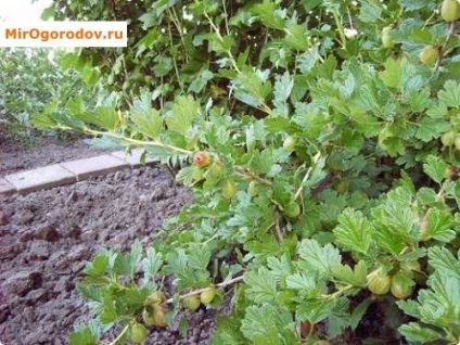 Transplant de toamnă agrișe într-o nouă locație - alegerea parcelei și schema de lucru (locul) Transplant de toamnă agrișe într-o nouă locație - alegerea site-ului și schema de lucru