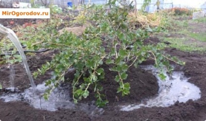 Transplant de toamnă agrișe într-o nouă locație - alegerea parcelei și schema de lucru (locul) Transplant de toamnă agrișe într-o nouă locație - alegerea site-ului și schema de lucru