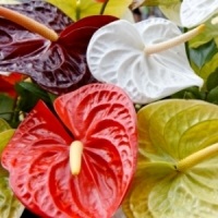 Anthurium transplantat in casa (sol anturium pentru transplant) Anthurium transplantat în casă