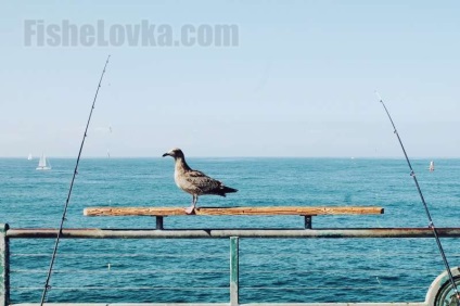 Pilkery destinația mare de pescuit, specii, echipamente de pescuit (pescuit) Pilkery destinația de pescuit maritim, specii, echipamente de pescuit