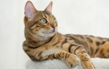Cat Power (putere) Cat Power