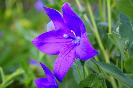 fotografii Platikodon și specii, tehnici de plantare și întreținere (plantare) Platikodon fotografie și tipuri, metode de plantare și îngrijire