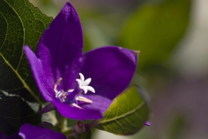 Platikodon fotografie și tipuri, metode de plantare și îngrijire (platikodon) Platikodon fotografie și tipuri, metode de plantare și îngrijire