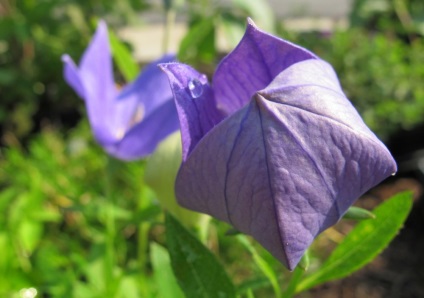 Platikodon fotografie și tipuri, metode de plantare și îngrijire (platikodon) Platikodon fotografie și tipuri, metode de plantare și îngrijire