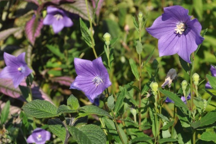 Platikodon fotografie și tipuri, metode de plantare și îngrijire (platikodon) Platikodon fotografie și tipuri, metode de plantare și îngrijire