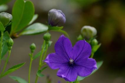 Platikodon fotografie și tipuri, metode de plantare și îngrijire (metode) Platikodon fotografie și tipuri, metode de plantare și îngrijire