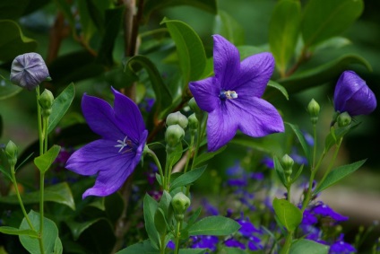 fotografii Platikodon și specii, tehnici de plantare și întreținere (plantare) Platikodon fotografie și tipuri, metode de plantare și îngrijire