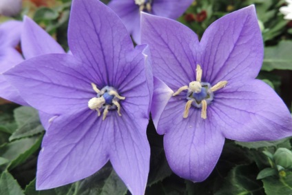 Platikodon fotografie și tipuri, metode de plantare și îngrijire (platikodon) Platikodon fotografie și tipuri, metode de plantare și îngrijire