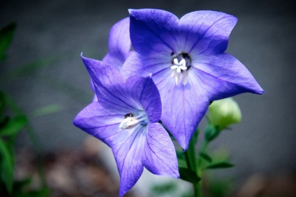 Platikodon fotografie și tipuri, metode de plantare și îngrijire (platikodon) Platikodon fotografie și tipuri, metode de plantare și îngrijire