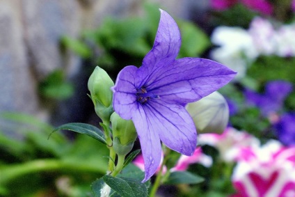 Platikodon fotografie și tipuri, metode de plantare și îngrijire (tipuri de) Platikodon fotografie și tipuri, metode de plantare și îngrijire
