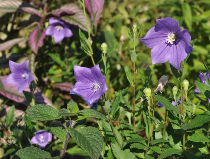 fotografii Platikodon și specii, tehnici de plantare și întreținere (plantare) Platikodon fotografie și tipuri, metode de plantare și îngrijire