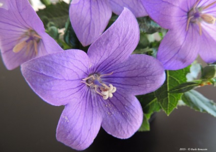 Platikodon fotografie și tipuri, metode de plantare și îngrijire (platikodon) Platikodon fotografie și tipuri, metode de plantare și îngrijire